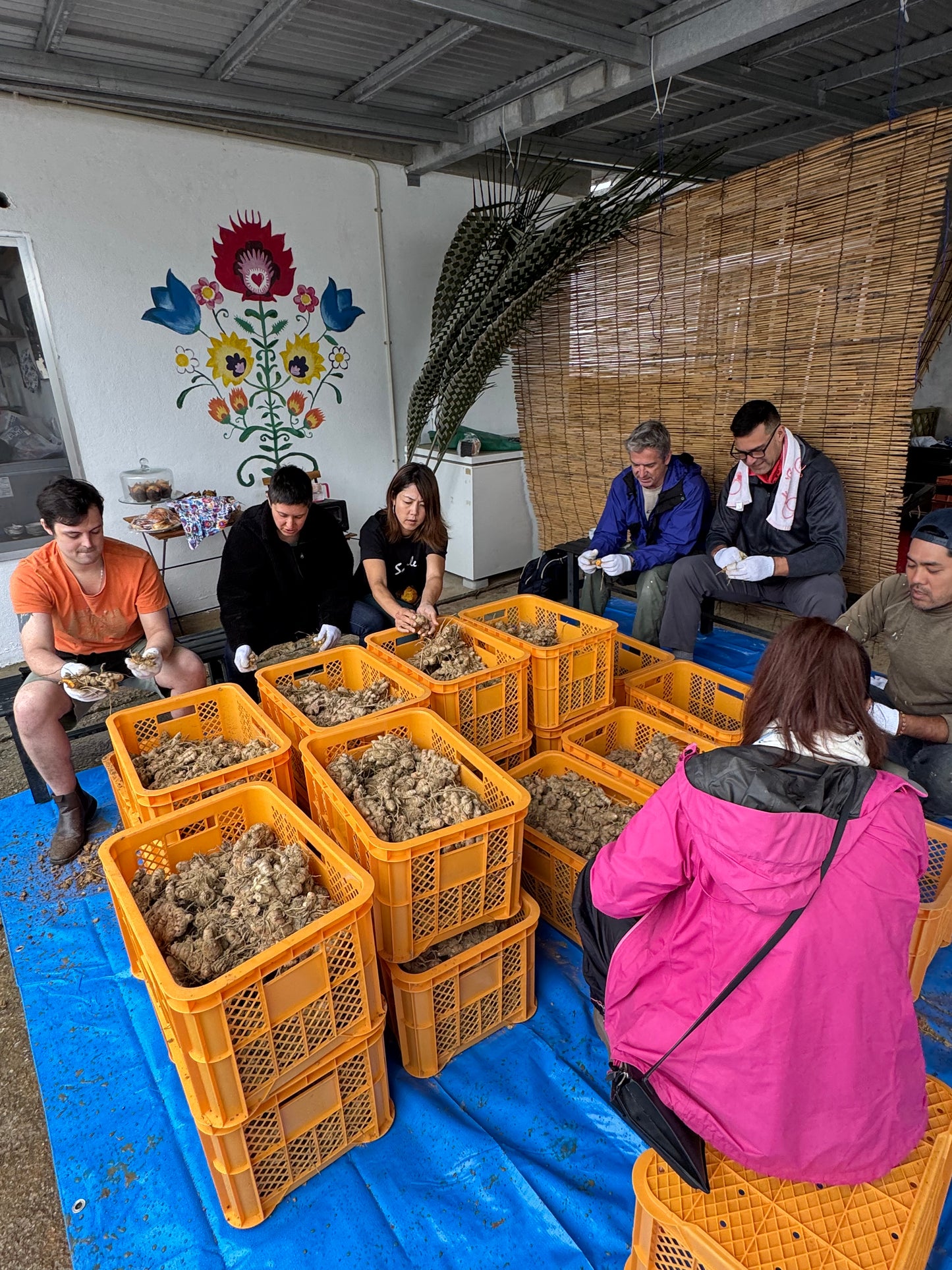 Okinawiańska kurkuma w proszku, 100g